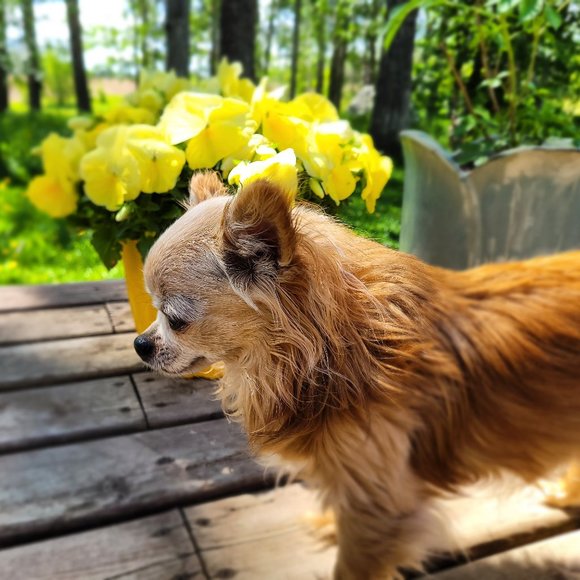 Meet your Posher, Liv - Picture 4 of 10